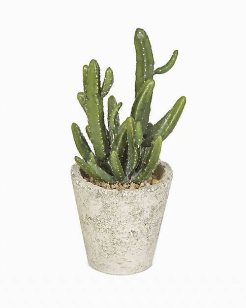 Bonsai desktop 3