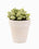 Bonsai desktop 6